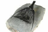 Huge, Flying Psychopyge Trilobite - Top Quality Specimen #368546-4
